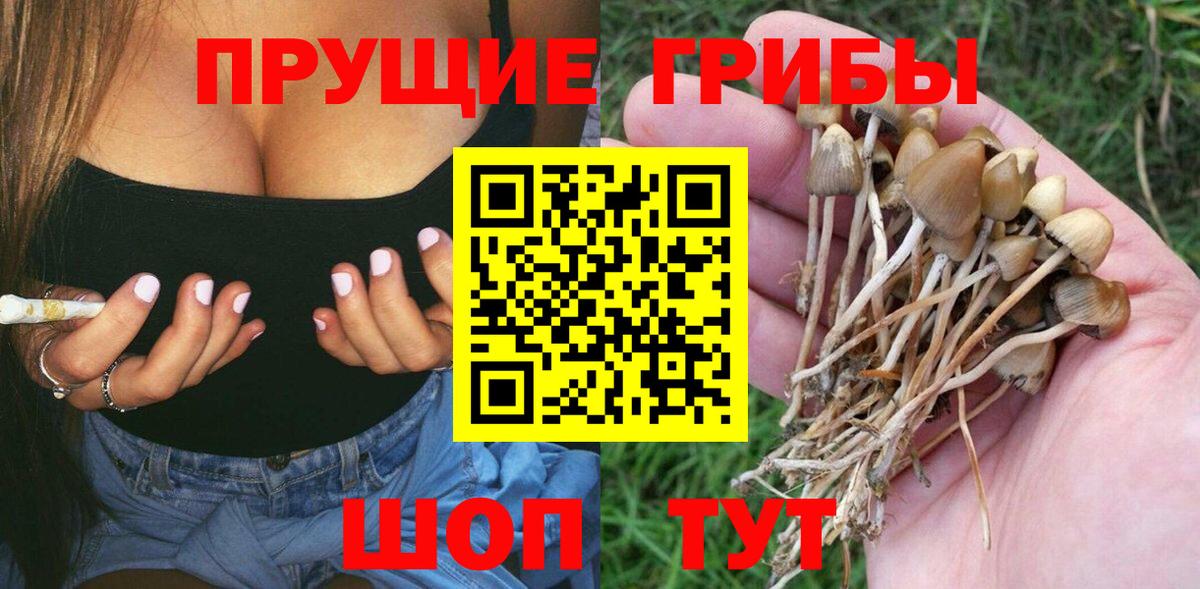 Партизанск  Псилоцибиновые грибы прущие грибы  Вход с VPN 
